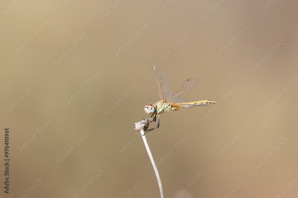 Una linda libélula amarilla esperando a su presa Una linda libélula amarilla esperando a su presa