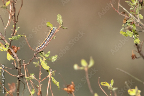 Una oruga devorando Cistus salviifolius  Jara negra photo