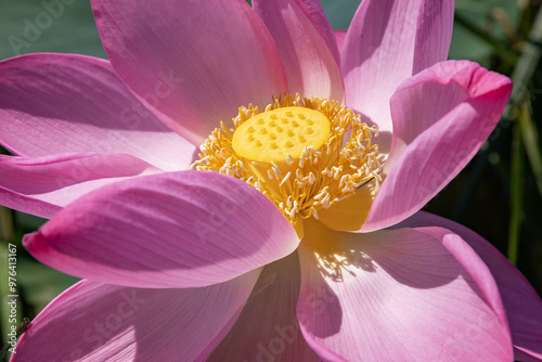 Russia. Astrakhan. The corolla and petals of a lotus flower. photo