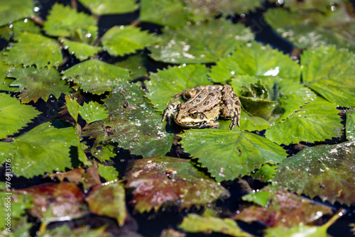 Russia. Astrakhan. A frog is sitting on the leaves of water lilies.