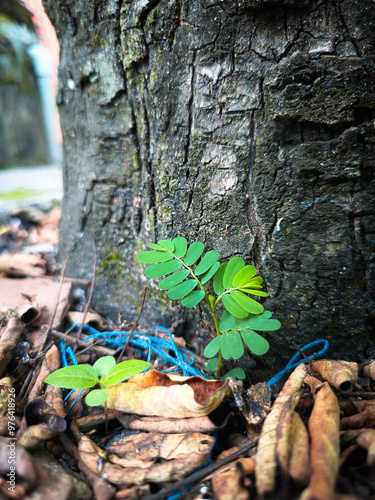 “Chinese ketepeng grows wild near tree trunks photo