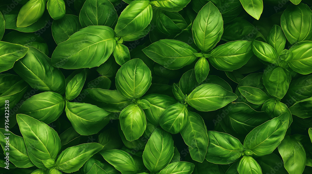 a photographic pattern of an extreme close-up, top-down view of basil leaves, filling the entire frame with a focus on the intricate details a photographic pattern of an extreme close-up, top-down view of basil leaves, filling the entire frame with a focus on the intricate details
