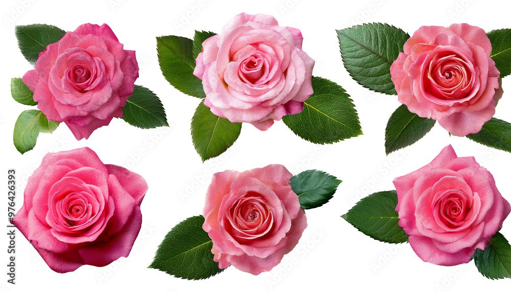 seamless pattern with roses seamless pattern with roses