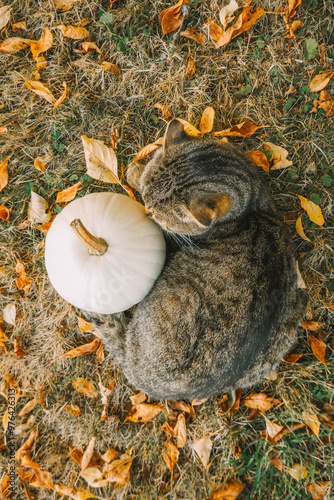  Autumn mood. Gray striped cat with white pumpkin in autumn garden.Autumn background with animal and autumn vegetables photo