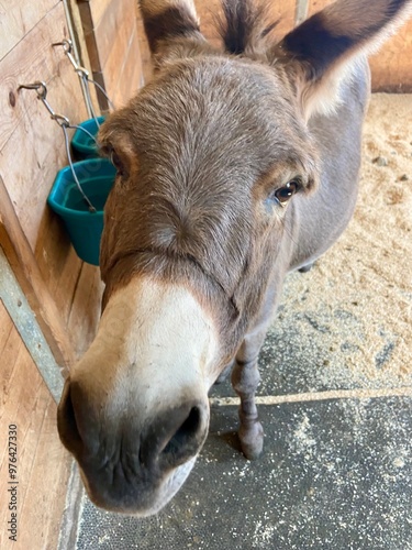 portrait of a donkey