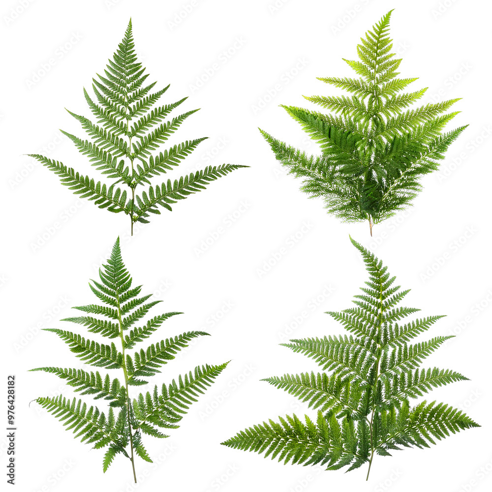 fern leaves isolated on white background fern leaves isolated on white background