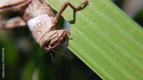 Grasshopper on a leaf