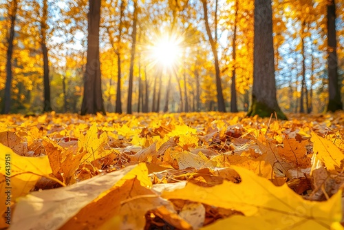 Golden Autumn Leaves in a Forest with Sun Rays