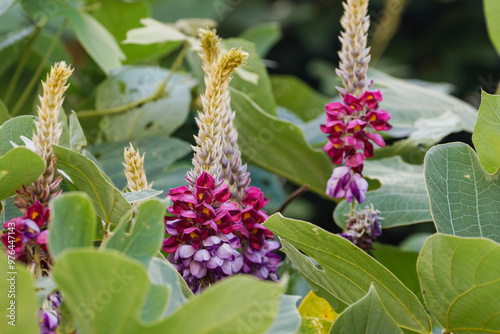 美しいクズの花01