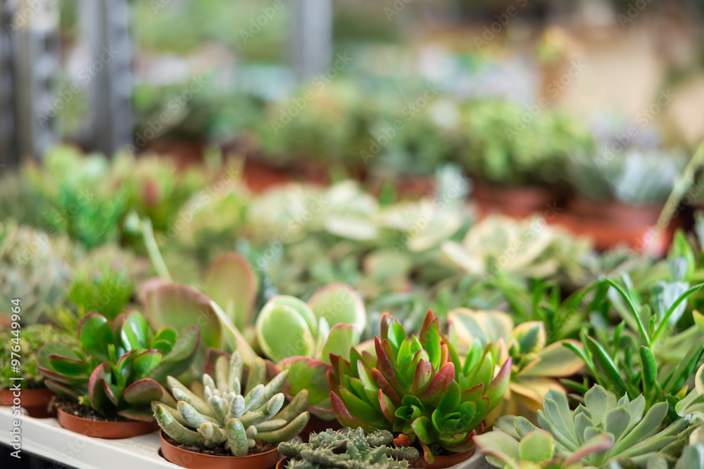 Obraz premium Cultivated cactuses in a row at the flower market