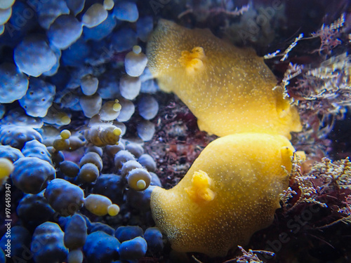 Rock pool nudibranch on Olympus photo