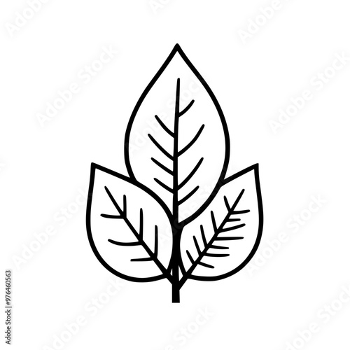 Simple black and white illustration of three leaves with veins.