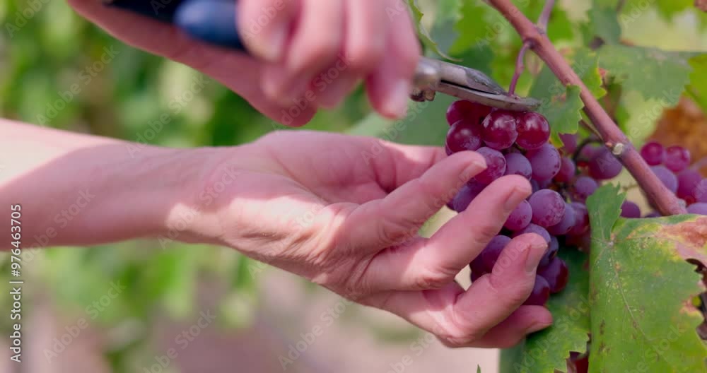 Farmer hands clipping fresh ripe red grapes from vine in vineyard on a sunny day Farmer hands clipping fresh ripe red grapes from vine in vineyard on a sunny day