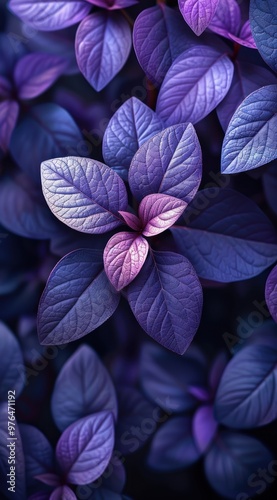 Purple Leaves Close Up