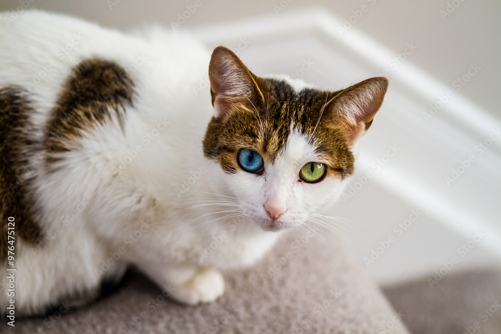 Fototapeta premium Cat with Heterochromia and Blue and Green Eyes
