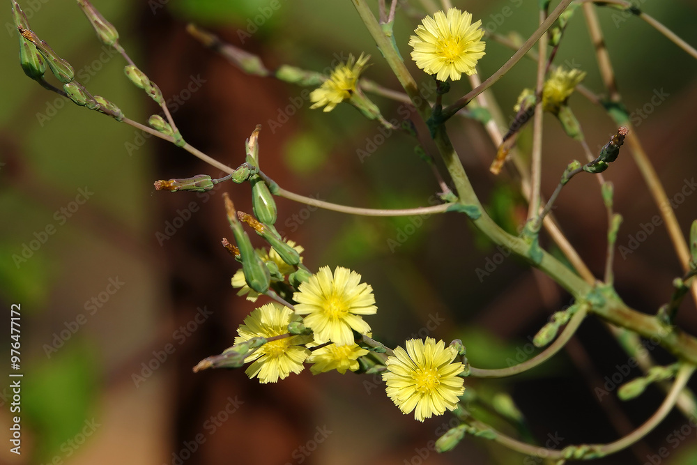 Compass lettuce is the flower of the plant