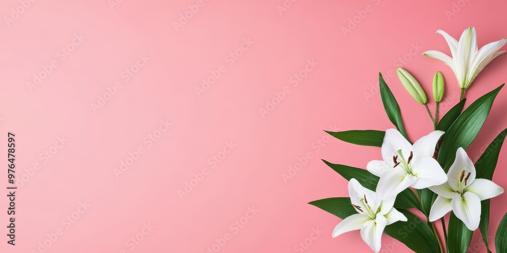 Fototapeta premium A beautifully arranged bouquet of fresh white lilies is laid on a pastel pink background, symbolizing purity, elegance, and beauty, perfect for celebrations or sentiments.