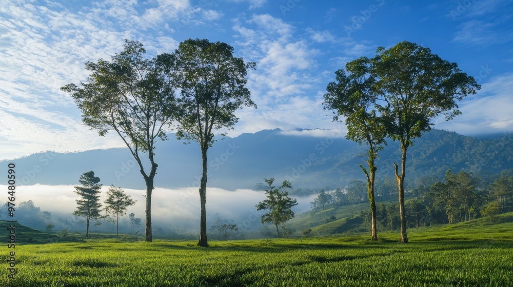 Teak trees in the morning under the blue sky. Teak trees in the morning under the blue sky.