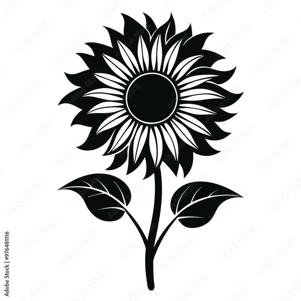 sunflower isolated on white sunflower isolated on white