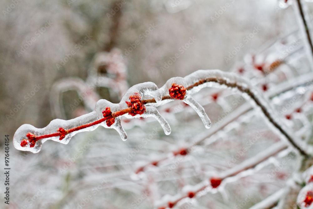 Icy Red Berries on a Frozen Winter Branch Icy Red Berries on a Frozen Winter Branch