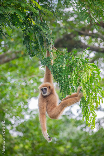 Bild auf Leinwand The white-handed gibbon (Hylobates lar) is an endangered primate in the gibbon family, Hylobatidae