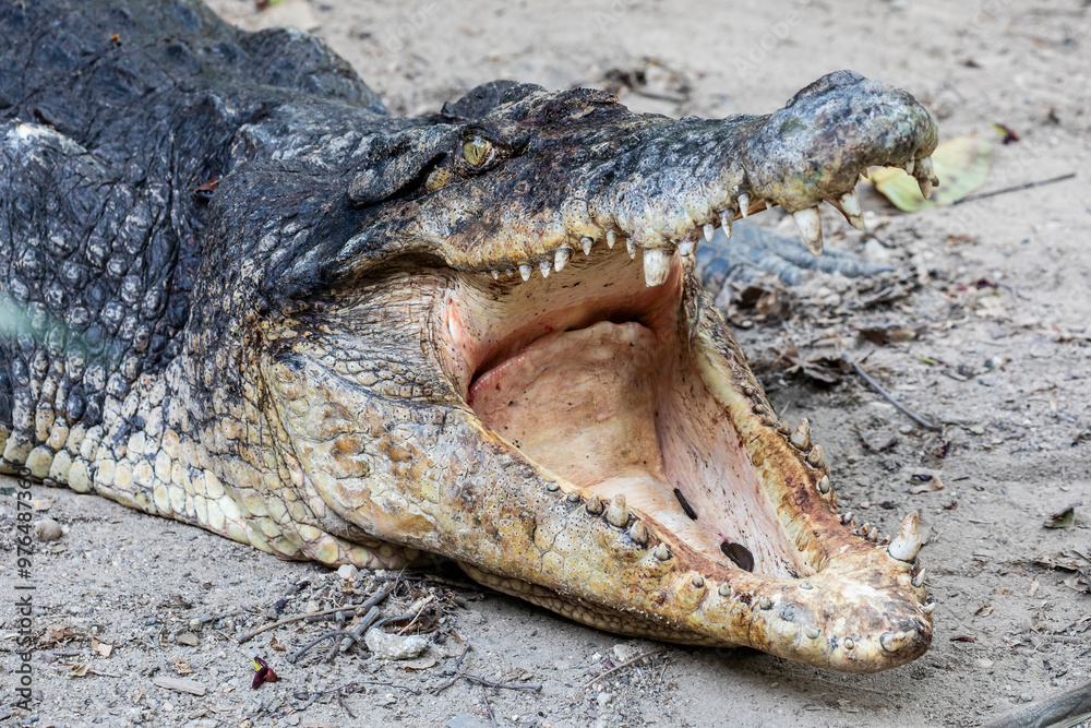 Fototapeta premium The saltwater crocodile (Crocodylus porosus) is a crocodilian native to saltwater habitats and brackish wetlands from India's east coast across Southeast Asia and the Sundaic region to Australia.