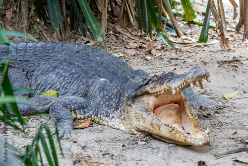 The saltwater crocodile (Crocodylus porosus) is a crocodilian native to saltwater habitats and brackish wetlands from India's east coast across Southeast Asia and the Sundaic region to Australia.