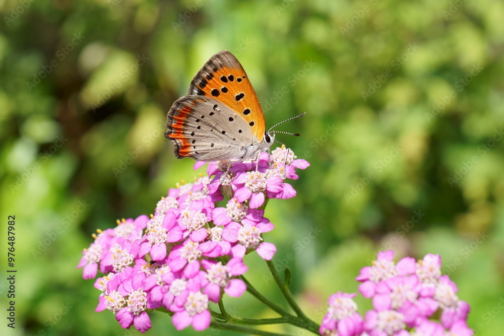 Obraz premium 西洋ノコギリソウにとまるベニシジミ