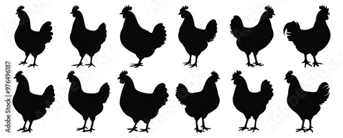 Chicken silhouettes set, bird pack of vector silhouette design, isolated background