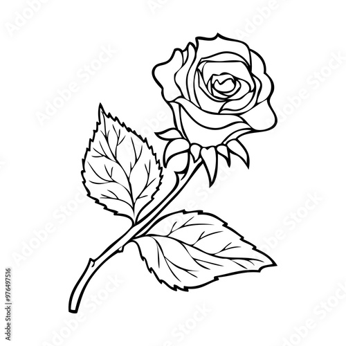 rose line vector illustration
