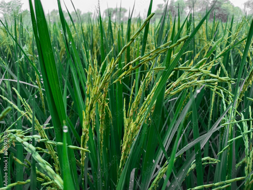 Obraz premium Sheaf of paddy; ear of rice; The three grains, a wheat, Rice and an ear of maize representing the world's basic sources of nourishment. Peddy with green leaves