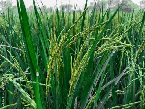 Sheaf of paddy; ear of rice; The three grains, a wheat, Rice and an ear of maize representing the world's basic sources of nourishment. Peddy with green leaves photo