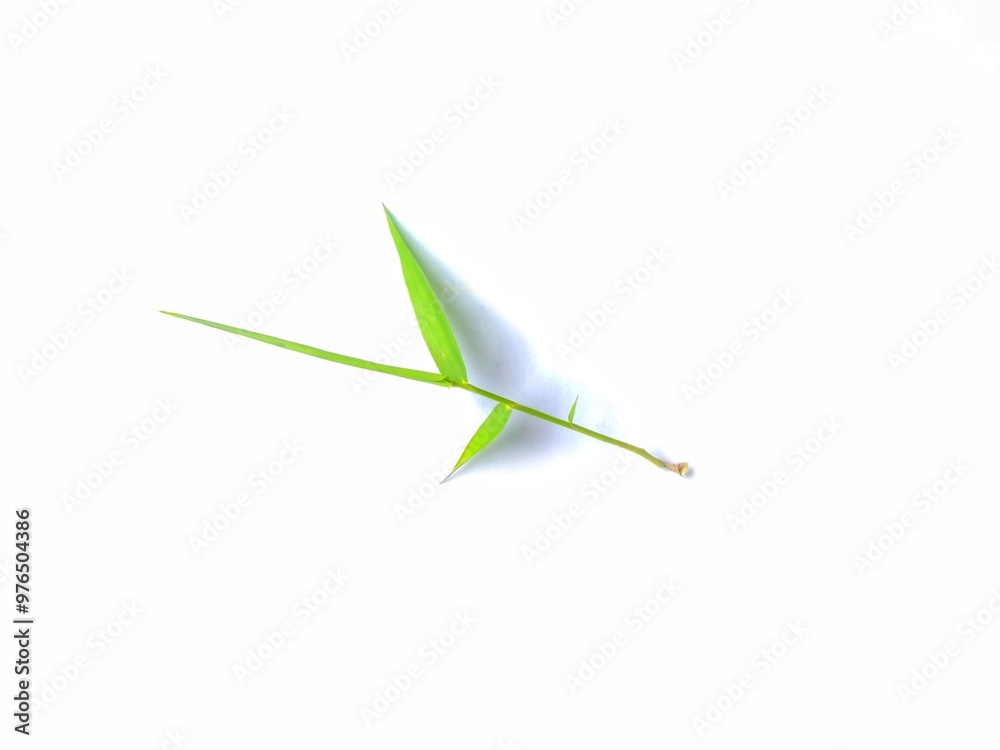 young bamboo leaves on a white background young bamboo leaves on a white background