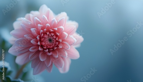 Frost-kissed pink flower against a tranquil blue backdrop exuding serenity and calmness photo