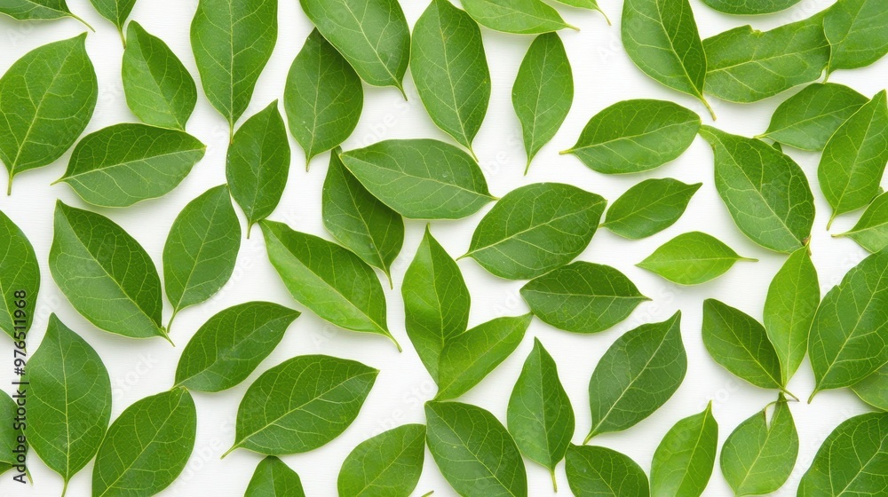 Green Leaves Pattern on White Background Green Leaves Pattern on White Background