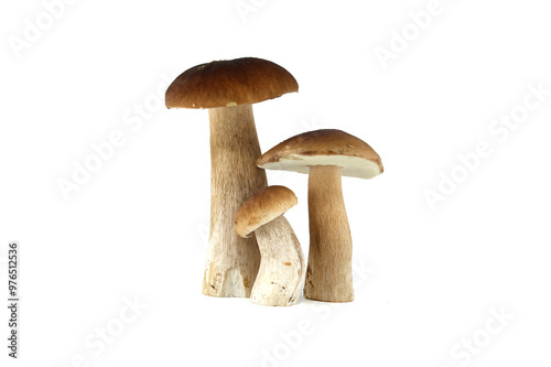 Fresh penny bun mushrooms isolated on white background for culinary use