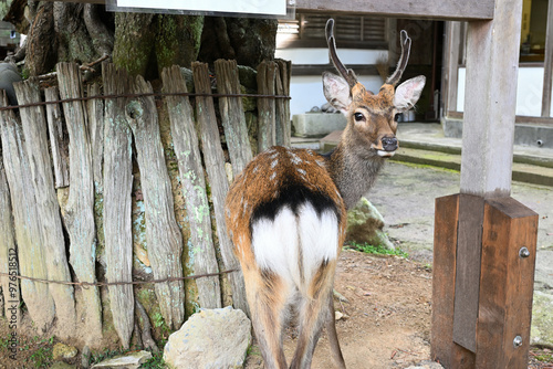 雄のシカのセクシーショット　おしり　宮城県　石巻市　金華山　