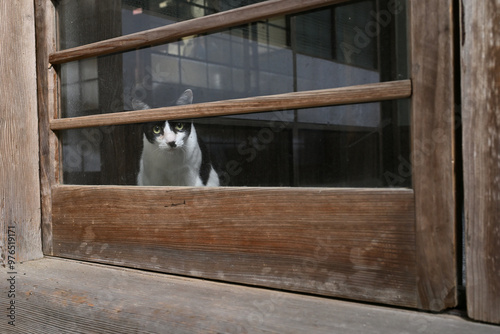 日本の古民家と覗き込む猫　雑種の猫　雨戸