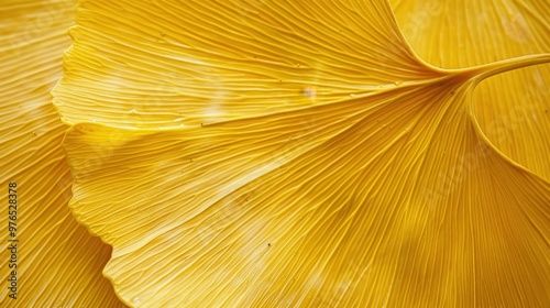 Close-Up of a Golden Ginkgo Leaf