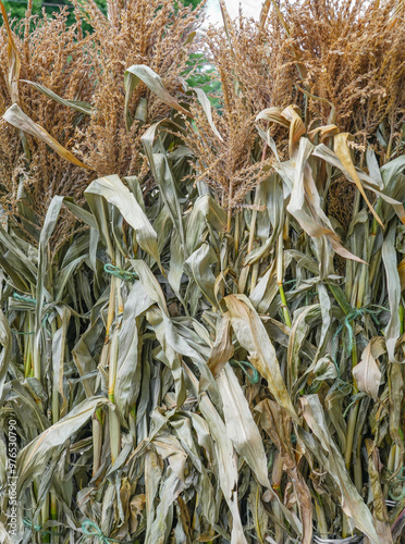 bundles of dried corn stalk #976530790