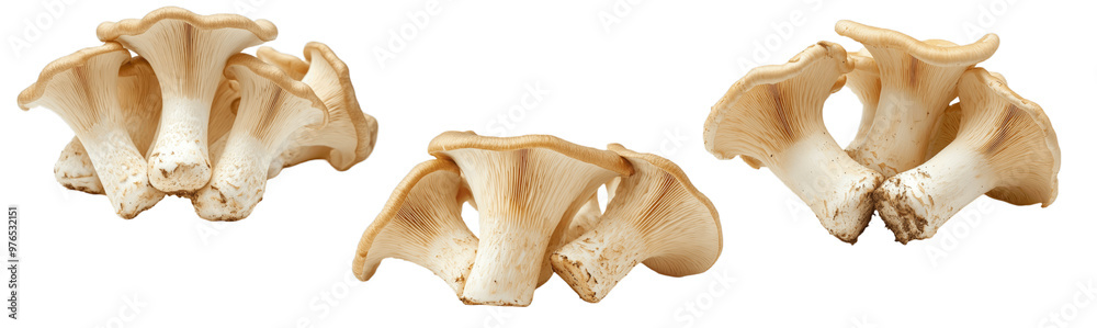 A collection image of a pile of fresh king trumpet mushrooms, isolated on a white background with a clipping path, close-up view, leave plentiful space...
A collection image of a pile of fresh king trumpet mushrooms, isolated on a white background with a clipping path, close-up view, leave plentiful space...