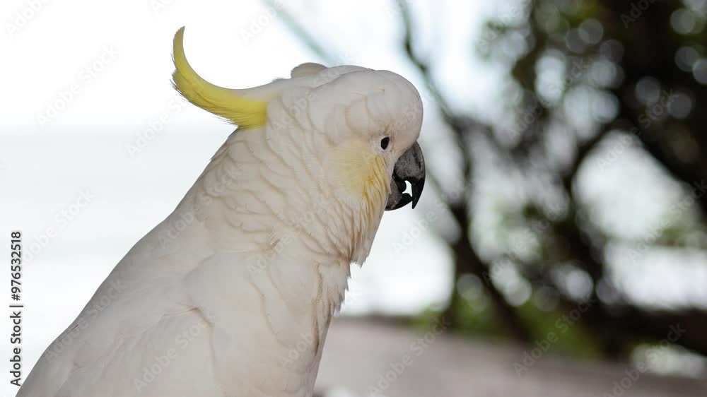 Cockatoo on Great Ocean Road Cockatoo on Great Ocean Road