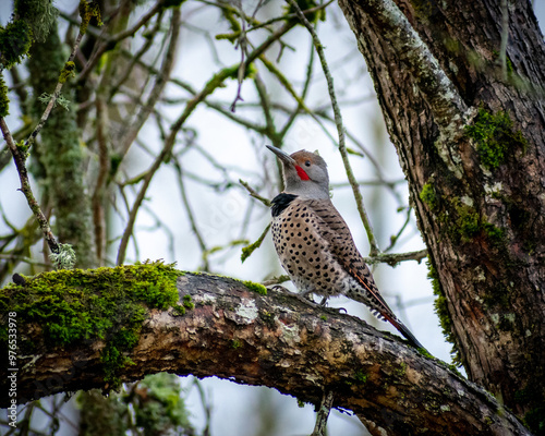 northern flicker woodpecker bird on branch photo