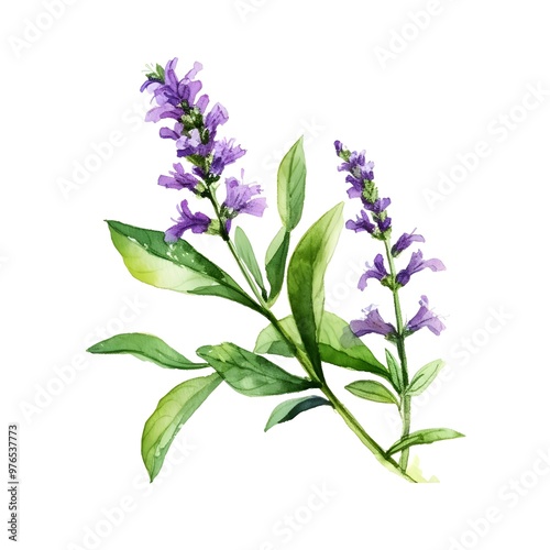 Wallpaper Mural Vibrant Watercolor Hyssop Sprig with Delicate Purple Flowers Isolated on White Background Torontodigital.ca