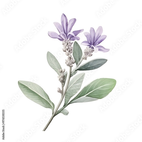 Watercolor of Aromatic Sage Flower with Pale Purple Petals and Small Green Leaves on White Background