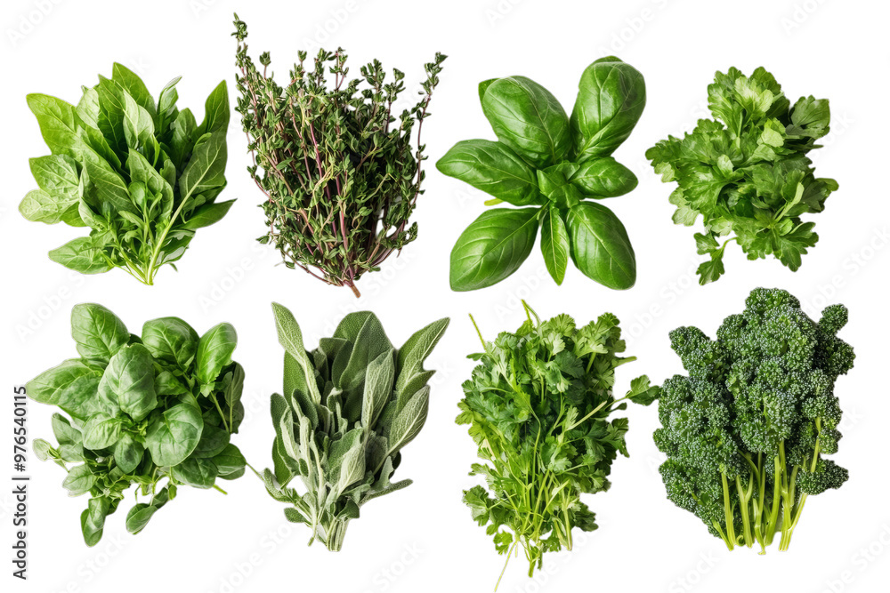 A variety of fresh herbs like basil, rosemary leaves, on a white background. A collection or selection of various green leafy plants for cooking and herbal medicine use. Top-down, flat-lay. A variety of fresh herbs like basil, rosemary leaves, on a white background. A collection or selection of various green leafy plants for cooking and herbal medicine use. Top-down, flat-lay.
