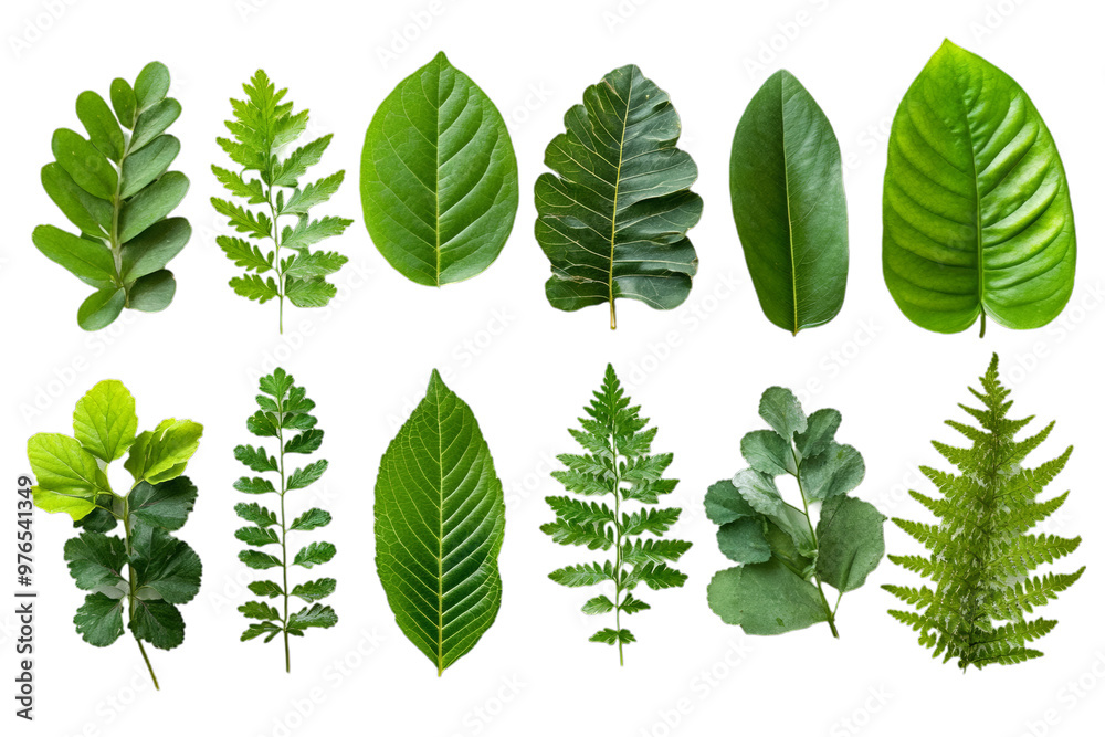 A variety of fresh herbs like basil, rosemary leaves, on a white background. A collection or selection of various green leafy plants for cooking and herbal medicine use. Top-down, flat-lay.