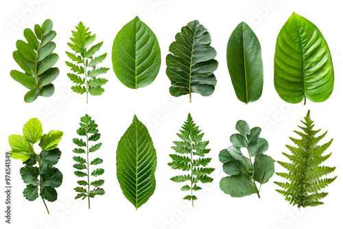 A variety of fresh herbs like basil, rosemary leaves, on a white background. A collection or selection of various green leafy plants for cooking and herbal medicine use. Top-down, flat-lay.