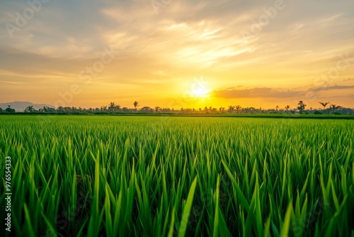 Lush Green Rice Paddy Field at Sunset, a picturesque scene of vibrant green rice plants basking in the golden glow of a setting sun, symbolizing growth, abundance, and the beauty of nature.