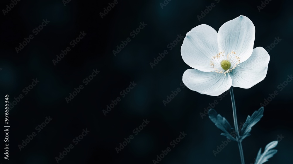 Obraz premium A white flower is the main focus of the image. The flower is surrounded by a dark background, which creates a sense of contrast and draws attention to the flower